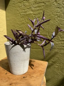 tknprp08-tradescantia-pallida-IMG_4343