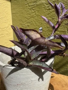 tknprp08-tradescantia-pallida-IMG_4344