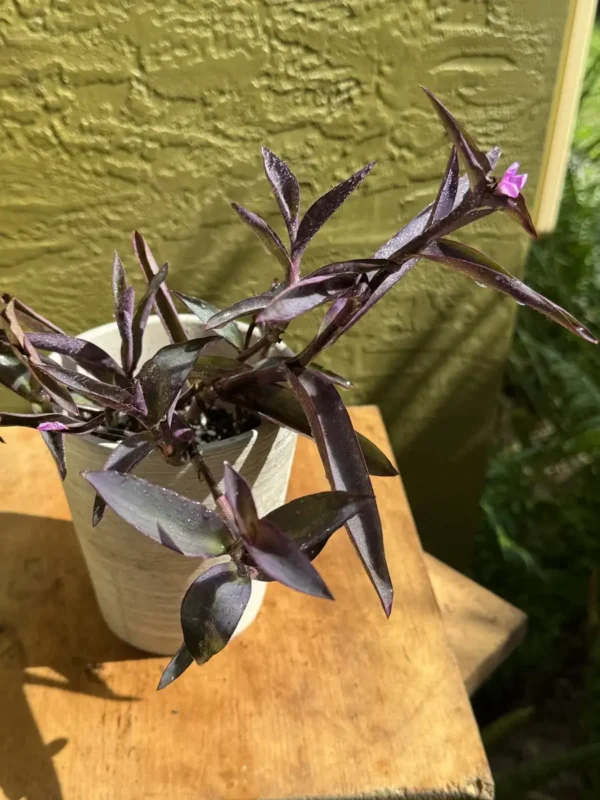 tknprp08-tradescantia-pallida-IMG_4354