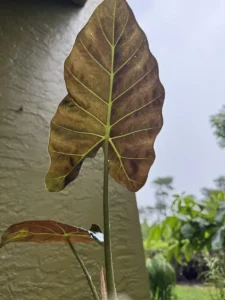 tknrgl00-alocasia-regal-shields-elephant-ear-IMG_3766