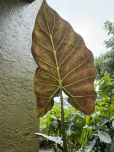 tknrgl00-alocasia-regal-shields-elephant-ear-IMG_3768