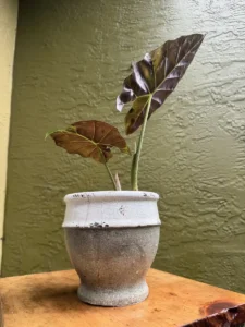 tknrgl00-alocasia-regal-shields-elephant-ear-IMG_3780