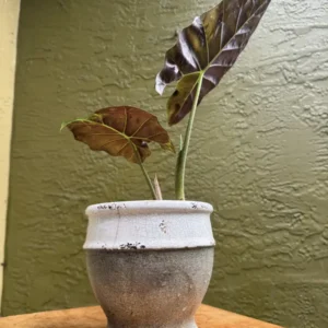 Alocasia ‘Regal Shields’ – Elephant Ear “Royal” (Small)