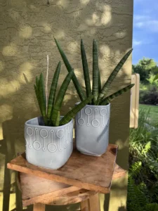 tknsan04-sansevieria-cylindrica-IMG_3371