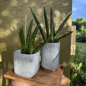 Sansevieria cylindrica – African Spear Duo “Coffee and Tea” (Medium)