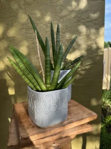 tknsan04-sansevieria-cylindrica-IMG_3372