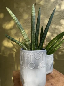 tknsan04-sansevieria-cylindrica-IMG_3374