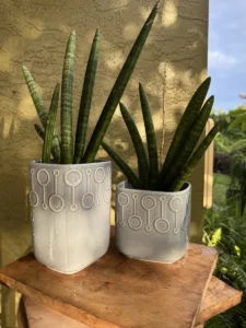 tknsan04-sansevieria-cylindrica-IMG_3377