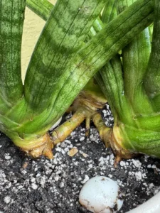 tknsan05-sansevieria-cylindrica-IMG_3645