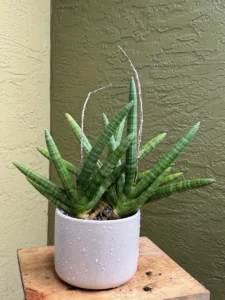 tknsan05-sansevieria-cylindrica-IMG_3650