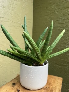 tknsan05-sansevieria-cylindrica-IMG_3657