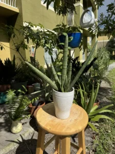tknsan07-sansevieria-cylindrica-IMG_4576