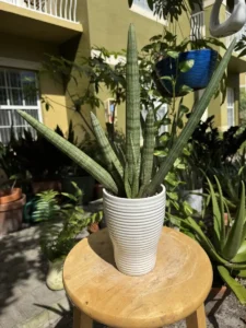 tknsan07-sansevieria-cylindrica-IMG_4582