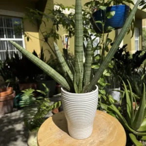 Sansevieria cylindrica - African Spear Plant “In Vino Veritas” (Medium)