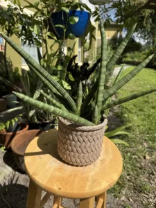 tknsan09-sansevieria-cylindrica-IMG_4583