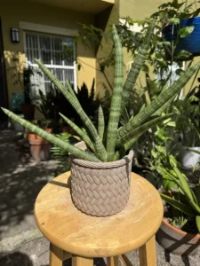 tknsan09-sansevieria-cylindrica-IMG_4586