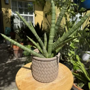 Sansevieria cylindrica - African Spear Plant “Green Wildfire” (Medium)