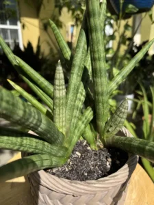 tknsan09-sansevieria-cylindrica-IMG_4590