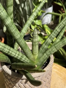 tknsan09-sansevieria-cylindrica-IMG_4598