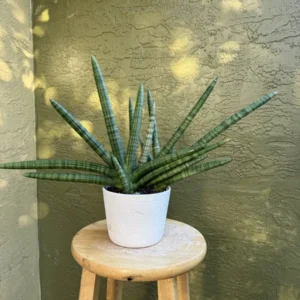Sansevieria cylindrica - African Spear Plant "Ice Ice Bebe" (Medium)