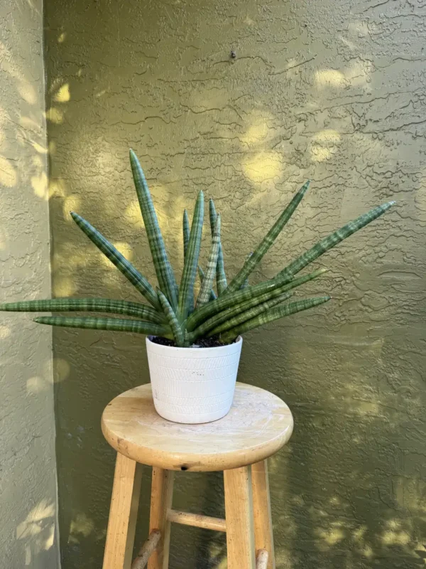 tknsan10-sansevieria-cylindrica-IMG_5072