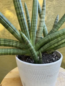 tknsan10-sansevieria-cylindrica-IMG_5074