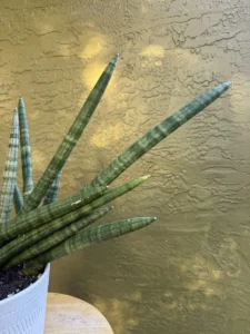 tknsan10-sansevieria-cylindrica-IMG_5075