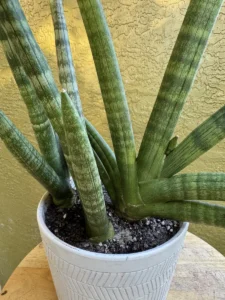 tknsan10-sansevieria-cylindrica-IMG_5076
