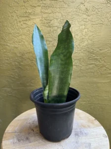 tknsan11-sansevieria-trifasciata-jaboa-IMG_5285