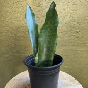 Sansevieria trifasciata – Jaboa “Rico and Sonny” (Small)