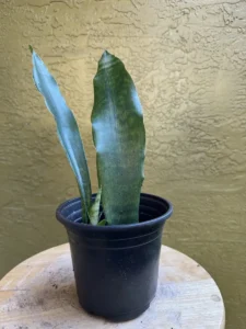 tknsan11-sansevieria-trifasciata-jaboa-IMG_5292