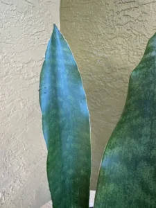 tknsan11-sansevieria-trifasciata-jaboa-IMG_5293