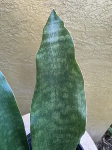 tknsan11-sansevieria-trifasciata-jaboa-IMG_5294