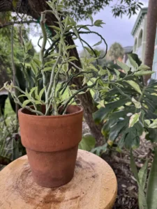 tntepb00-euphorbia-tithymaloides-devils-backbone-IMG_5518