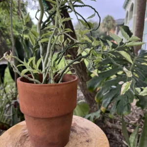 Euphorbia tithymaloides - Devils Backbone "Savo"
