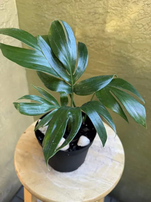 tntepm00-epipremnum-pinnatum-dragon-tail-philodendron-IMG_5132