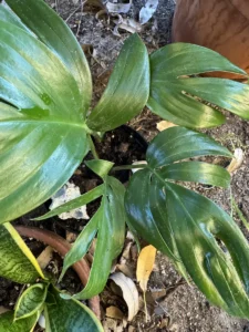 tntepm00-epipremnum-pinnatum-dragon-tail-philodendron-IMG_5139