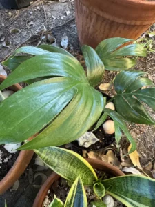 tntepm00-epipremnum-pinnatum-dragon-tail-philodendron-IMG_5140