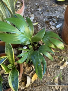 tntepm00-epipremnum-pinnatum-dragon-tail-philodendron-IMG_5141