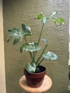 tntmon00-monstera-deliciosa-thai-constellation-IMG_4267