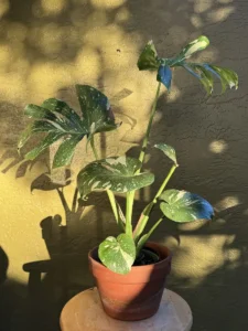 tntmon00-monstera-deliciosa-thai-constellation-IMG_4299