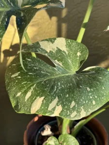 tntmon00-monstera-deliciosa-thai-constellation-IMG_4302