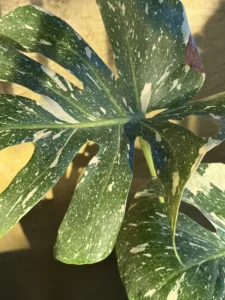 tntmon00-monstera-deliciosa-thai-constellation-IMG_4303