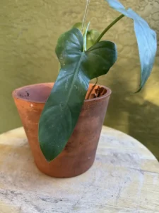 tntphl01-philodendron-hastatum-silver-sword-IMG_5126