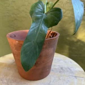 Philodendron hastatum – Silver Sword “Syrio” (Small)