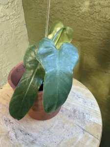 tntphl01-philodendron-hastatum-silver-sword-IMG_5127