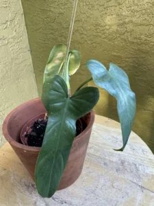 tntphl01-philodendron-hastatum-silver-sword-IMG_5128