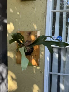 SFXSTAG00-platycerium-alcicorne-staghorn-fern-IMG_5892