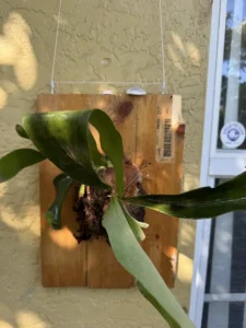 SFXSTAG00-platycerium-alcicorne-staghorn-fern-IMG_5895