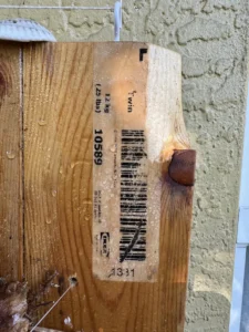 SFXSTAG00-platycerium-alcicorne-staghorn-fern-IMG_5896